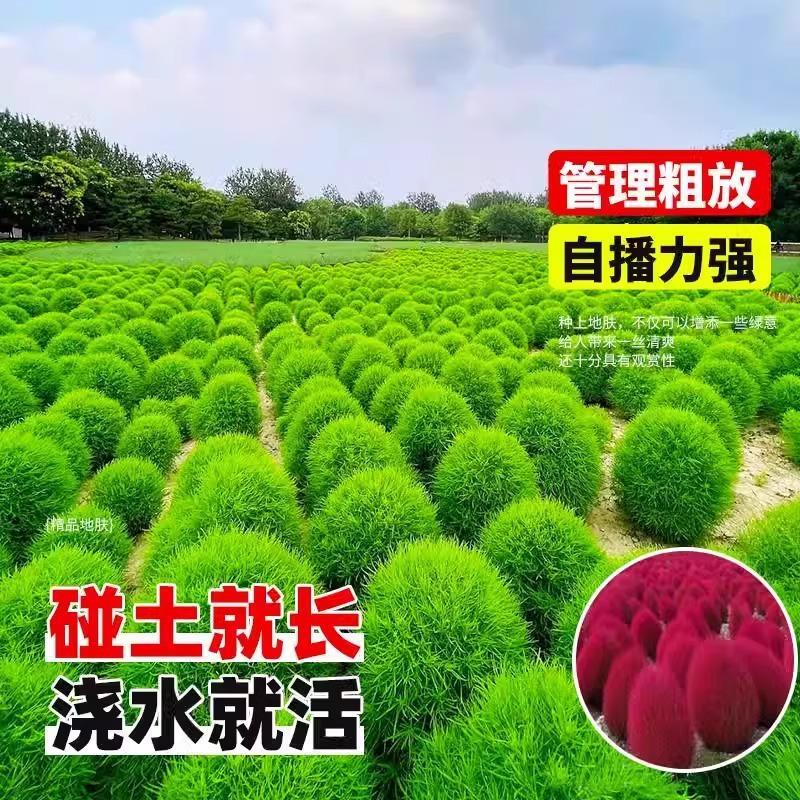绿色地肤种子铁扫帚草坪种孑园林景观红地麦苗菜种籽观赏花海