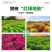 绿色地肤种子铁扫帚草坪种孑园林景观红地麦苗菜种籽观赏花海
