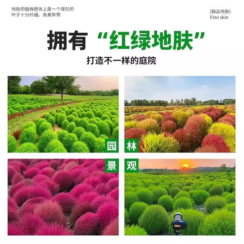 绿色地肤种子铁扫帚草坪种孑园林景观红地麦苗菜种籽观赏花海