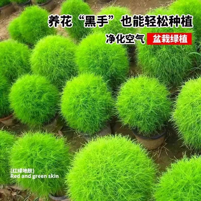 绿色地肤种子铁扫帚草坪种孑园林景观红地麦苗菜种籽观赏花海