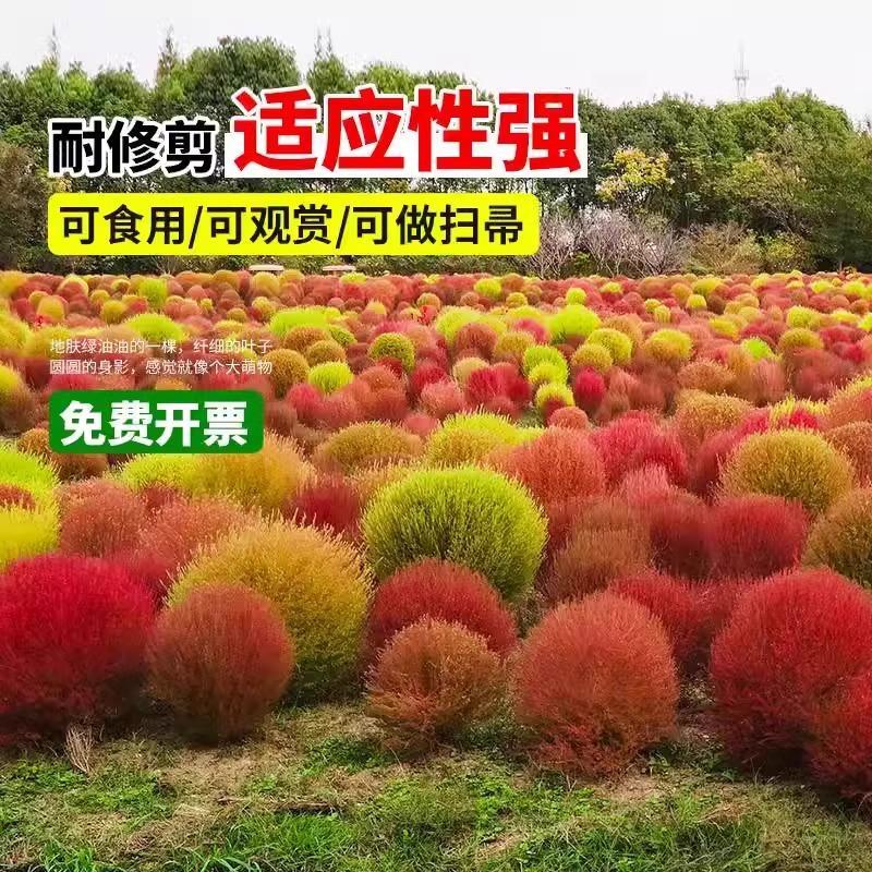 绿色地肤种子铁扫帚草坪种孑园林景观红地麦苗菜种籽观赏花海