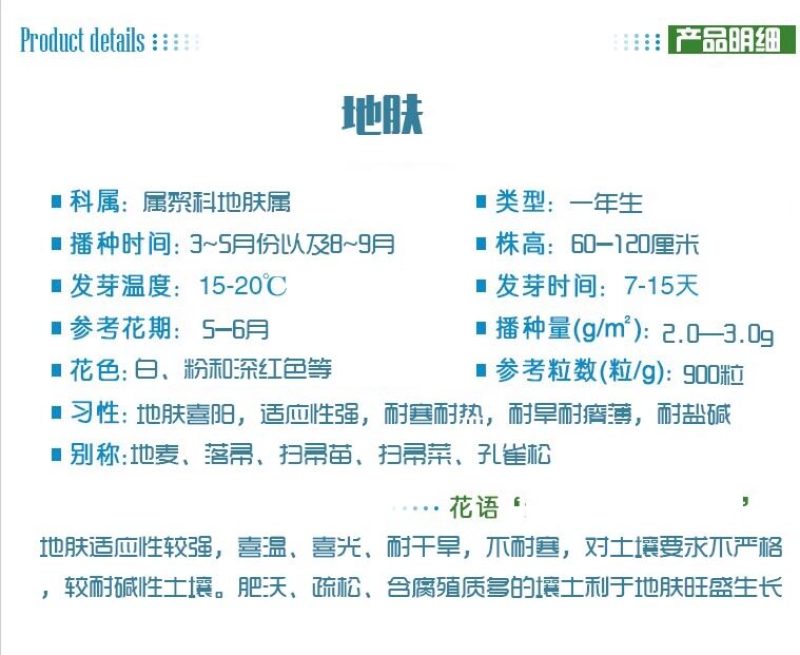 绿色地肤种子铁扫帚草坪种孑园林景观红地麦苗菜种籽观赏花海