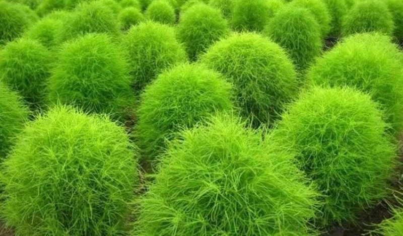 绿色地肤种子铁扫帚草坪种孑园林景观红地麦苗菜种籽观赏花海