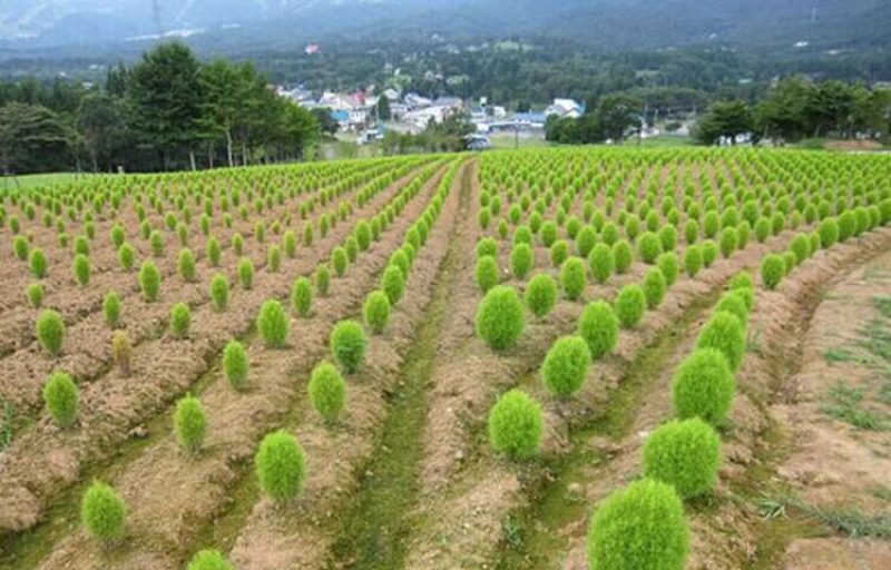 绿色地肤种子铁扫帚草坪种孑园林景观红地麦苗菜种籽观赏花海