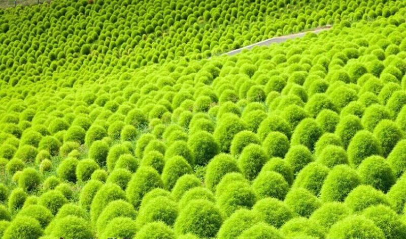 绿色地肤种子铁扫帚草坪种孑园林景观红地麦苗菜种籽观赏花海
