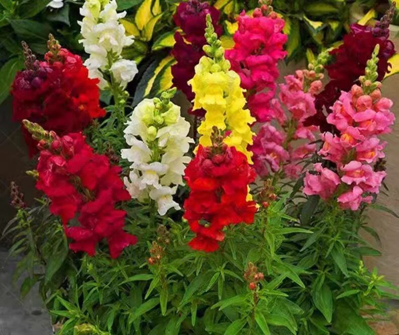金鱼草种子混色龙头花多年生植物耐寒阳台盆栽庭院四季播花卉