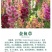 金鱼草种子混色龙头花多年生植物耐寒阳台盆栽庭院四季播花卉