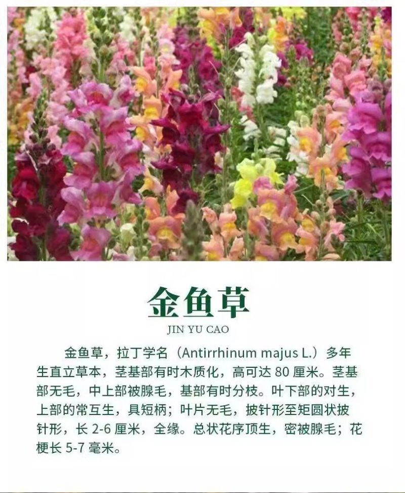 金鱼草种子混色龙头花多年生植物耐寒阳台盆栽庭院四季播花卉