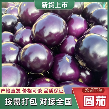 山东紫光圆茄新鲜上市价格美丽对接全国价格优惠质量好走货快
