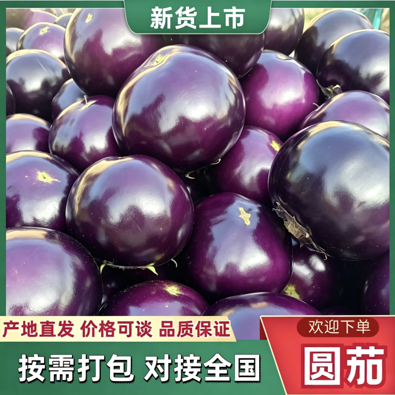 山东紫光圆茄新鲜上市价格美丽对接全国价格优惠质量好走货快