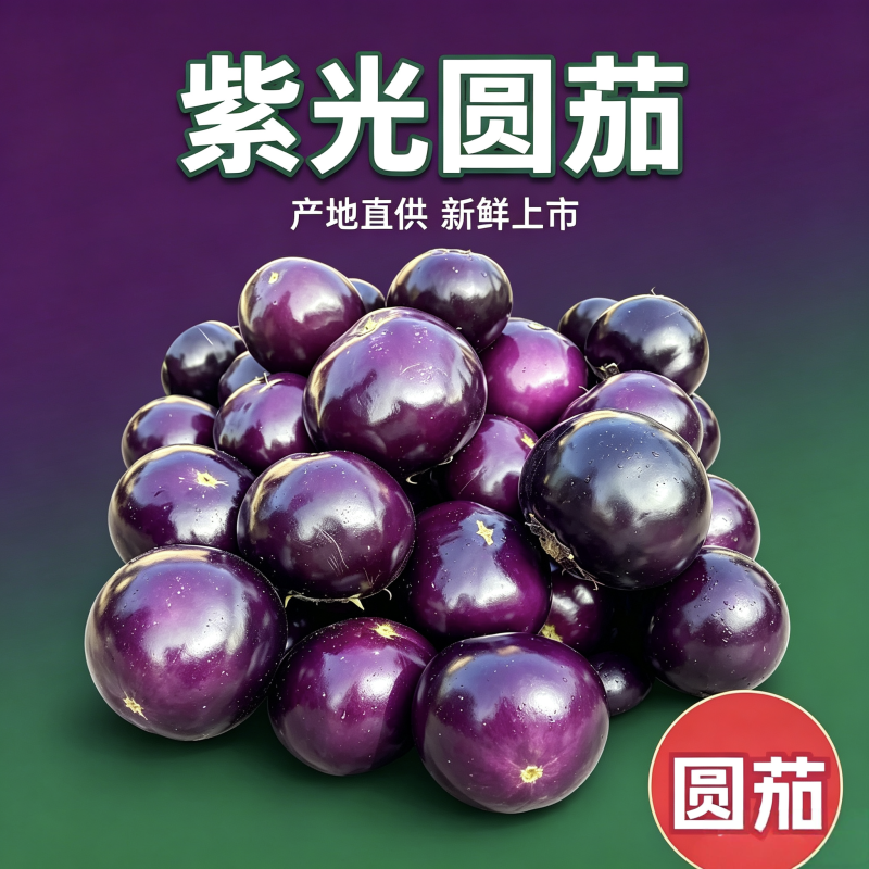 山东紫光圆茄价格美丽对接全国质量好走货快欢迎询价