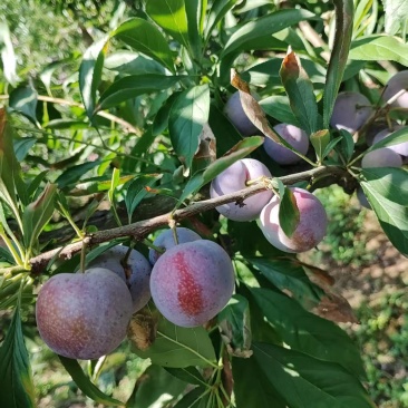 四川李子精品脆红李子，大量供应，可视频看货，代发全国