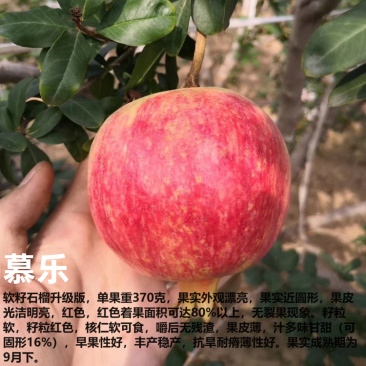 【慕乐石榴】软籽突尼斯玛丽斯慕悦慕乐超级软籽黑籽无籽石榴