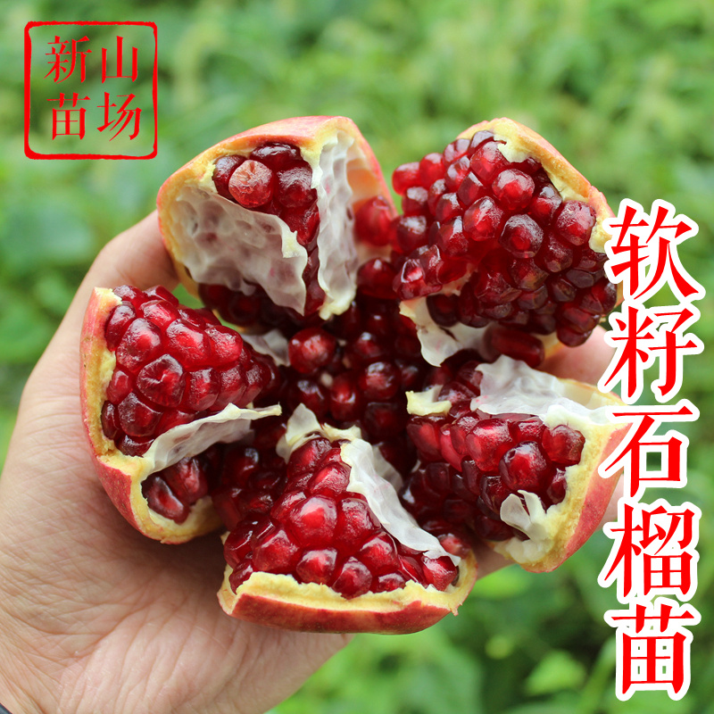 【慕乐石榴】软籽突尼斯玛丽斯慕悦慕乐超级软籽黑籽无籽石榴