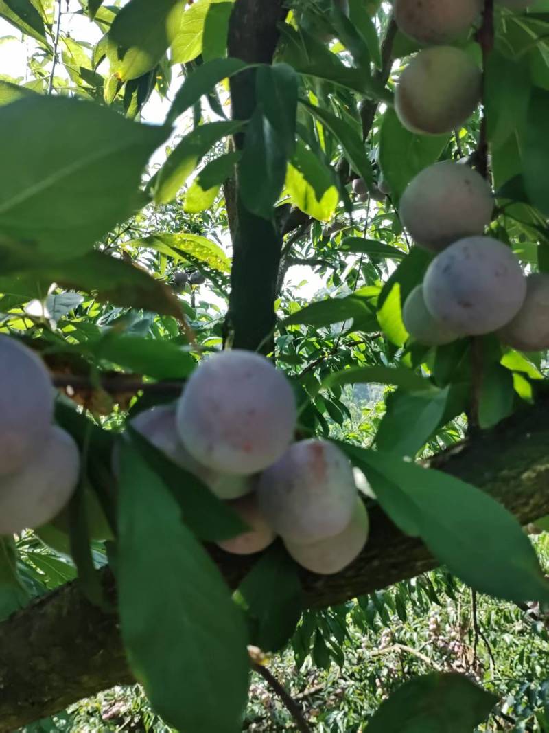 四川李子脆红李子，产地一手货源，保质保量，电联价格可谈