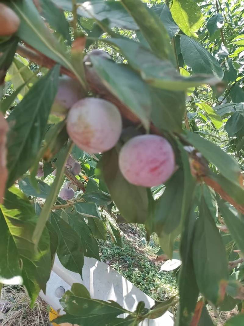 四川李子脆红李子，产地一手货源，保质保量，电联价格可谈
