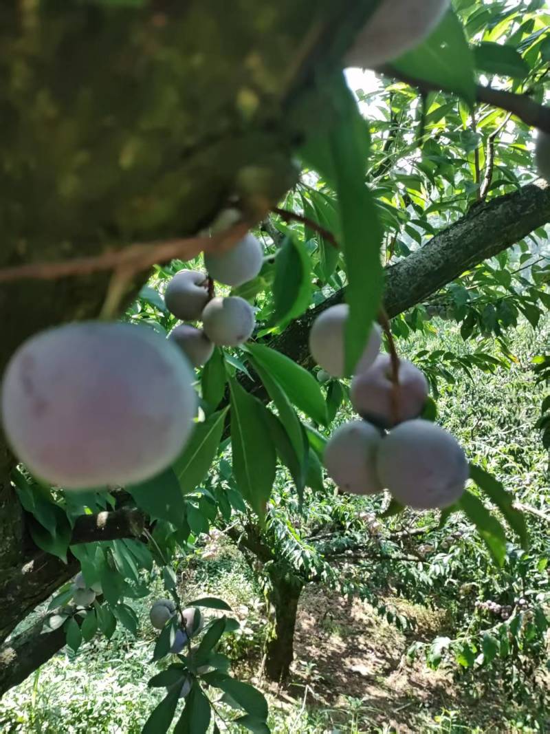 四川李子脆红李子，产地一手货源，保质保量，电联价格可谈
