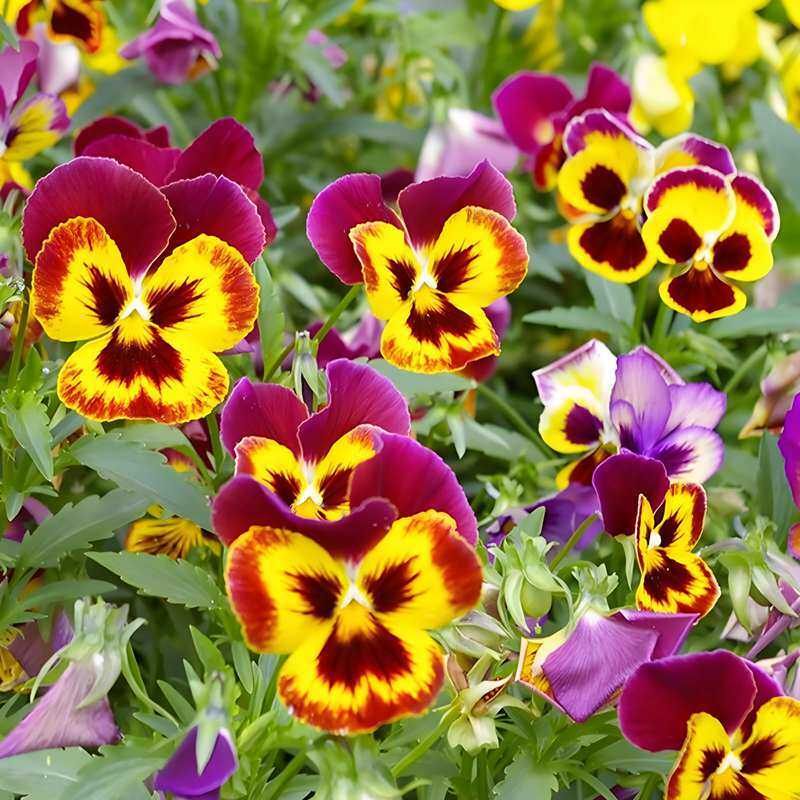 三色堇花种籽子四季播种耐寒蝴蝶花花种阳台室外庭院秋播角堇