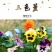三色堇花种籽子四季播种耐寒蝴蝶花花种阳台室外庭院秋播角堇