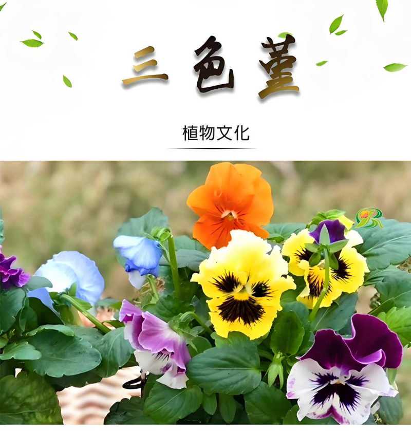 三色堇花种籽子四季播种耐寒蝴蝶花花种阳台室外庭院秋播角堇