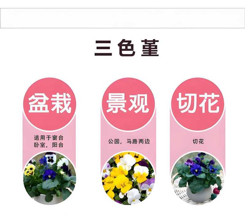 三色堇花种籽子四季播种耐寒蝴蝶花花种阳台室外庭院秋播角堇