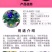 三色堇花种籽子四季播种耐寒蝴蝶花花种阳台室外庭院秋播角堇