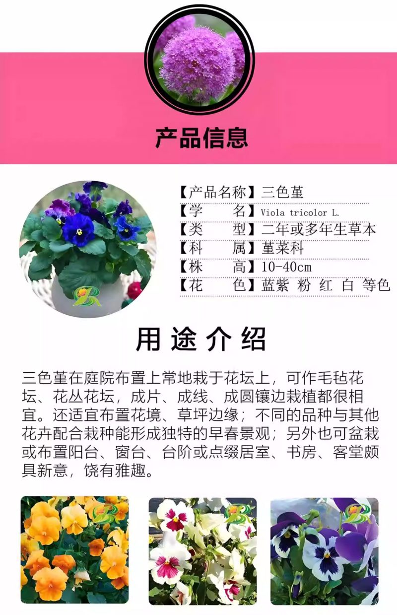 三色堇花种籽子四季播种耐寒蝴蝶花花种阳台室外庭院秋播角堇