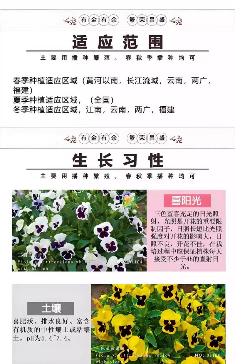 三色堇花种籽子四季播种耐寒蝴蝶花花种阳台室外庭院秋播角堇