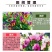 三色堇花种籽子四季播种耐寒蝴蝶花花种阳台室外庭院秋播角堇