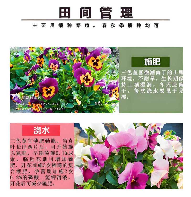 三色堇花种籽子四季播种耐寒蝴蝶花花种阳台室外庭院秋播角堇