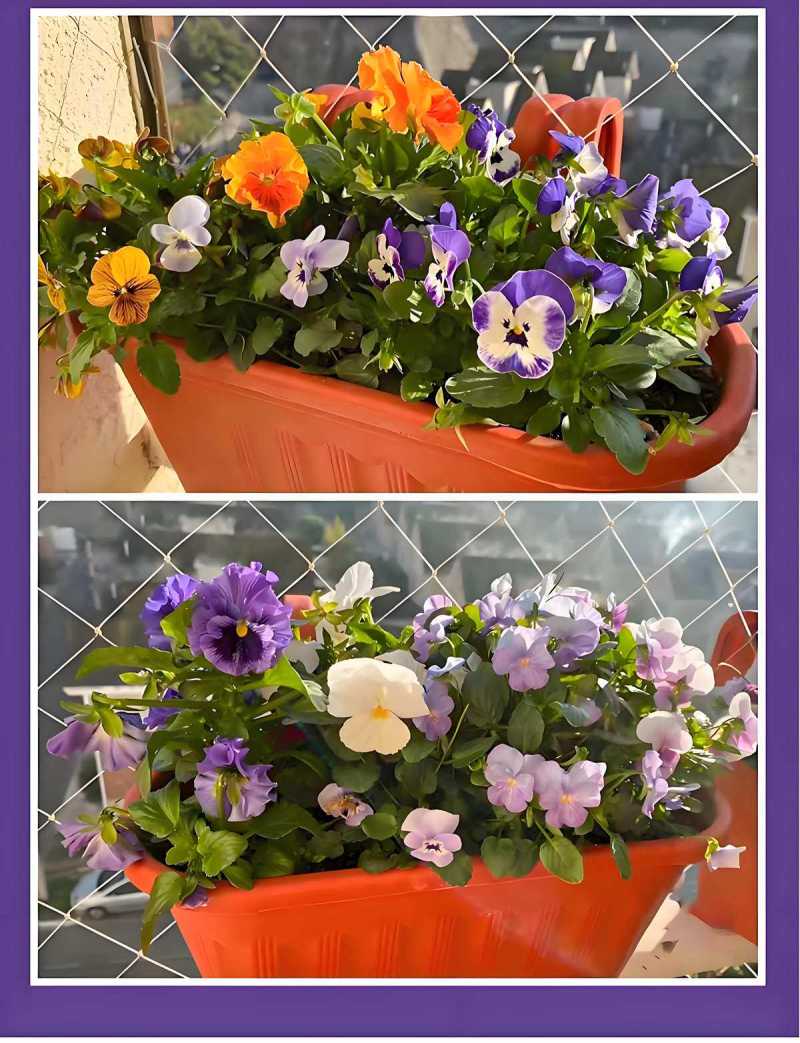 三色堇花种籽子四季播种耐寒蝴蝶花花种阳台室外庭院秋播角堇