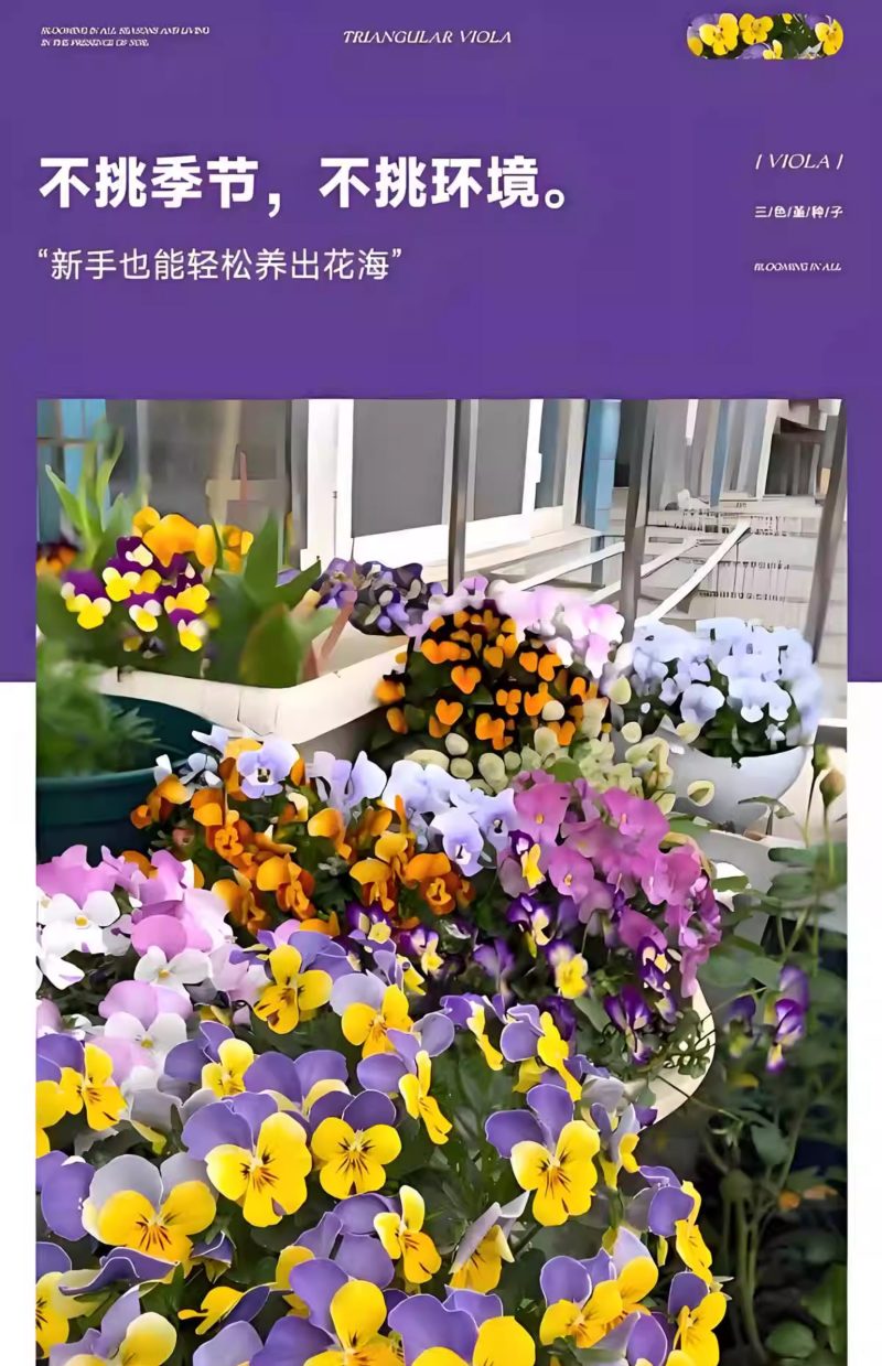 三色堇花种籽子四季播种耐寒蝴蝶花花种阳台室外庭院秋播角堇