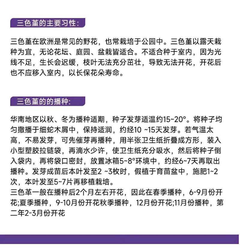 三色堇花种籽子四季播种耐寒蝴蝶花花种阳台室外庭院秋播角堇