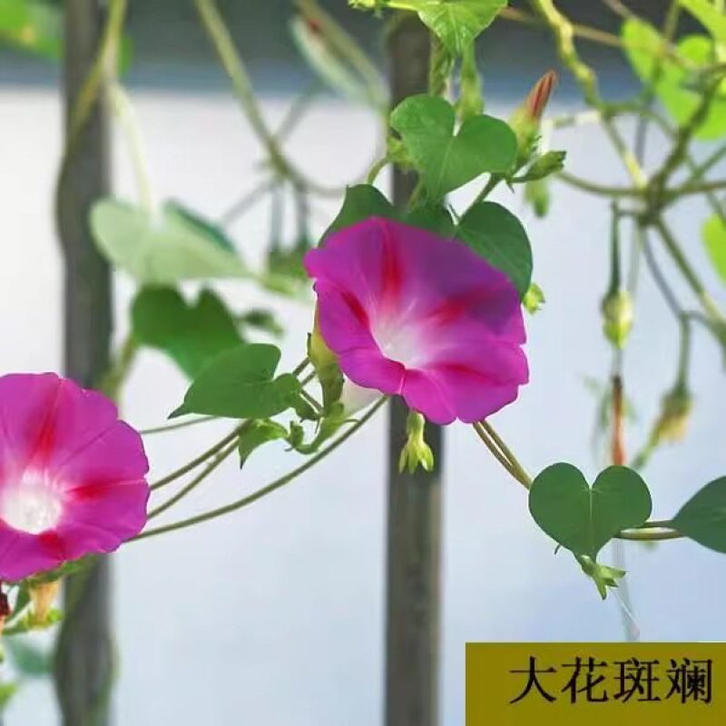牵牛花种子喇叭花室外爬藤爬墙花卉混色开花盆栽易活播种种籽