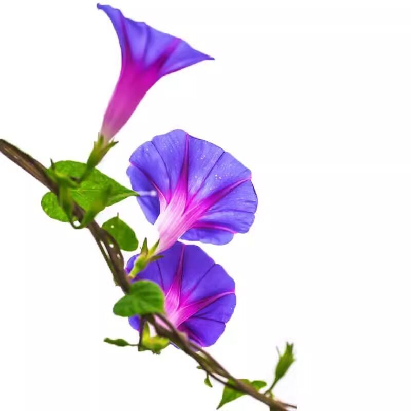 牵牛花种子喇叭花室外爬藤爬墙花卉混色开花盆栽易活播种种籽