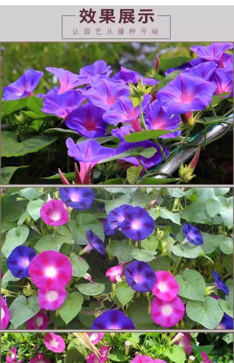 牵牛花种子喇叭花室外爬藤爬墙花卉混色开花盆栽易活播种种籽