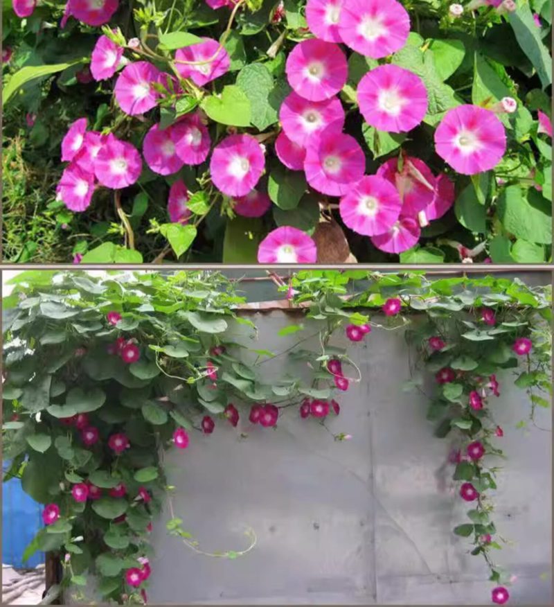 牵牛花种子喇叭花室外爬藤爬墙花卉混色开花盆栽易活播种种籽