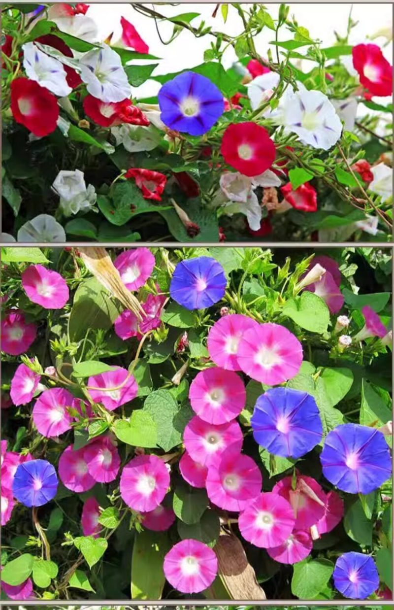 牵牛花种子喇叭花室外爬藤爬墙花卉混色开花盆栽易活播种种籽