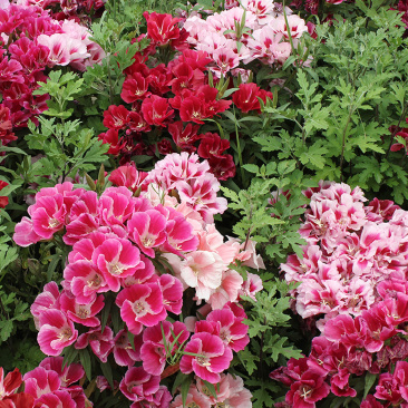 送春花籽孑晚春景年宵花四季播种开花庭院景观花卉盆栽