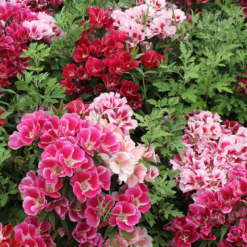 送春花籽孑晚春景年宵花四季播种开花庭院景观花卉盆栽