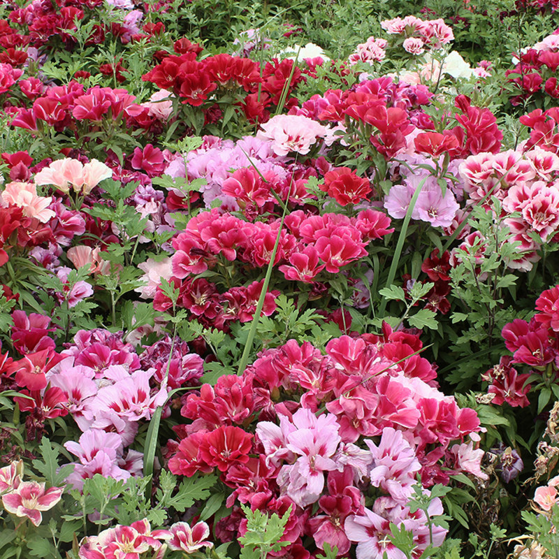 送春花籽孑晚春景年宵花四季播种开花庭院景观花卉盆栽