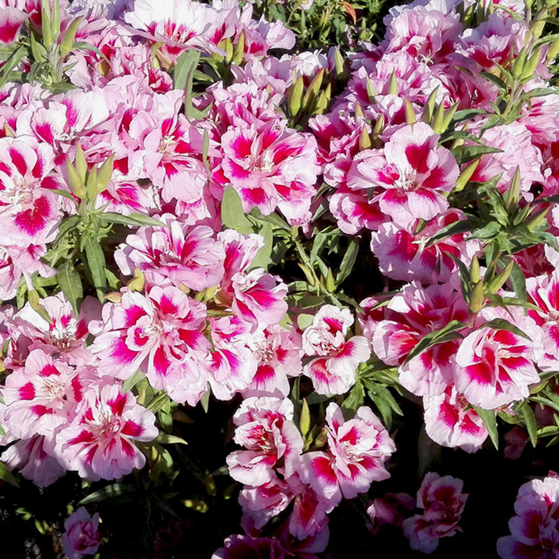 送春花籽孑晚春景年宵花四季播种开花庭院景观花卉盆栽