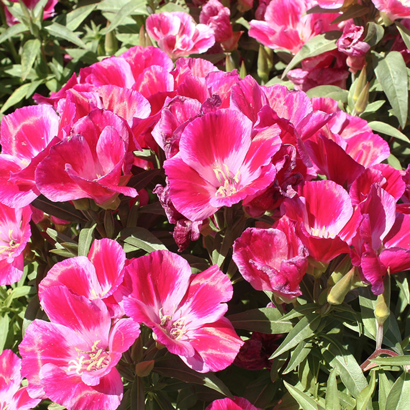 送春花籽孑晚春景年宵花四季播种开花庭院景观花卉盆栽