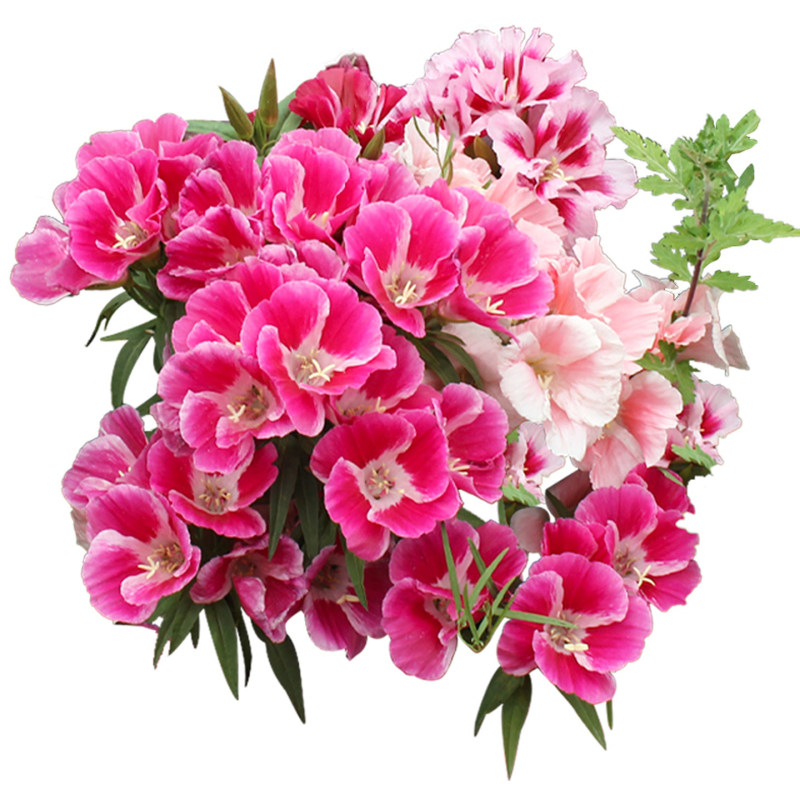 送春花籽孑晚春景年宵花四季播种开花庭院景观花卉盆栽