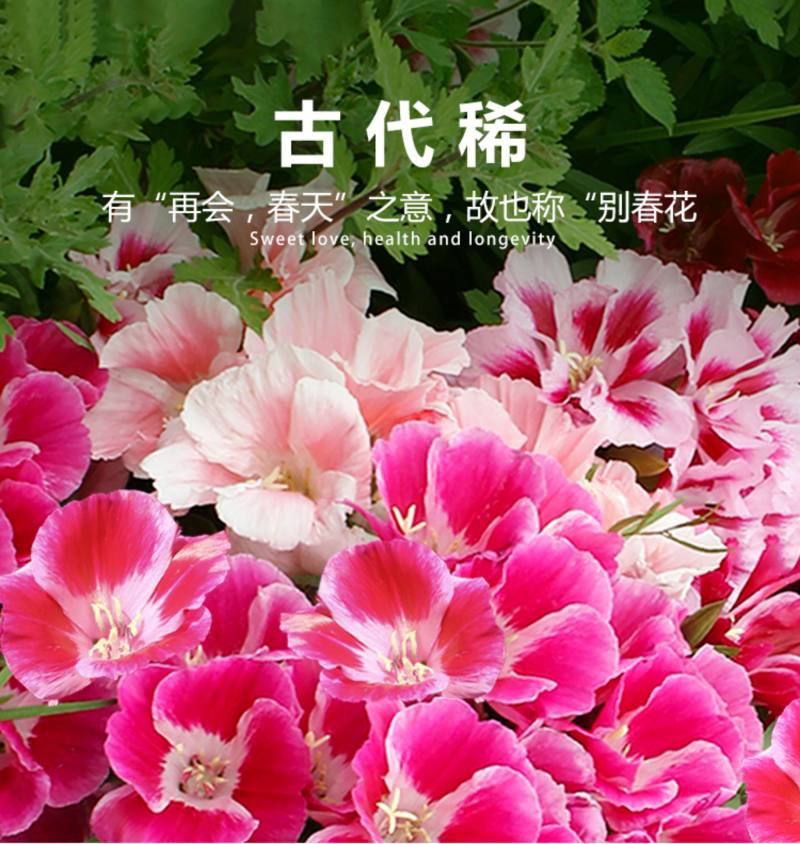 送春花籽孑晚春景年宵花四季播种开花庭院景观花卉盆栽