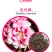 送春花籽孑晚春景年宵花四季播种开花庭院景观花卉盆栽