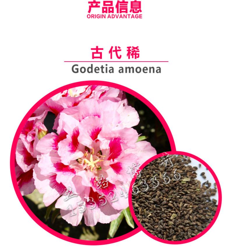 送春花籽孑晚春景年宵花四季播种开花庭院景观花卉盆栽