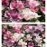送春花籽孑晚春景年宵花四季播种开花庭院景观花卉盆栽