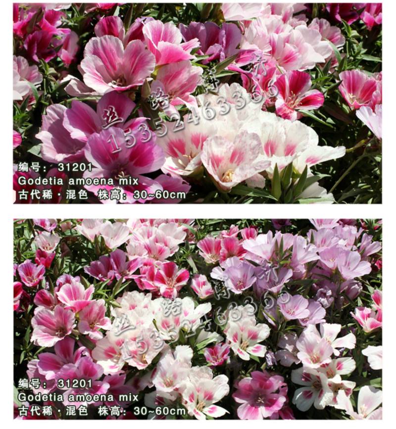 送春花籽孑晚春景年宵花四季播种开花庭院景观花卉盆栽