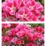 送春花籽孑晚春景年宵花四季播种开花庭院景观花卉盆栽